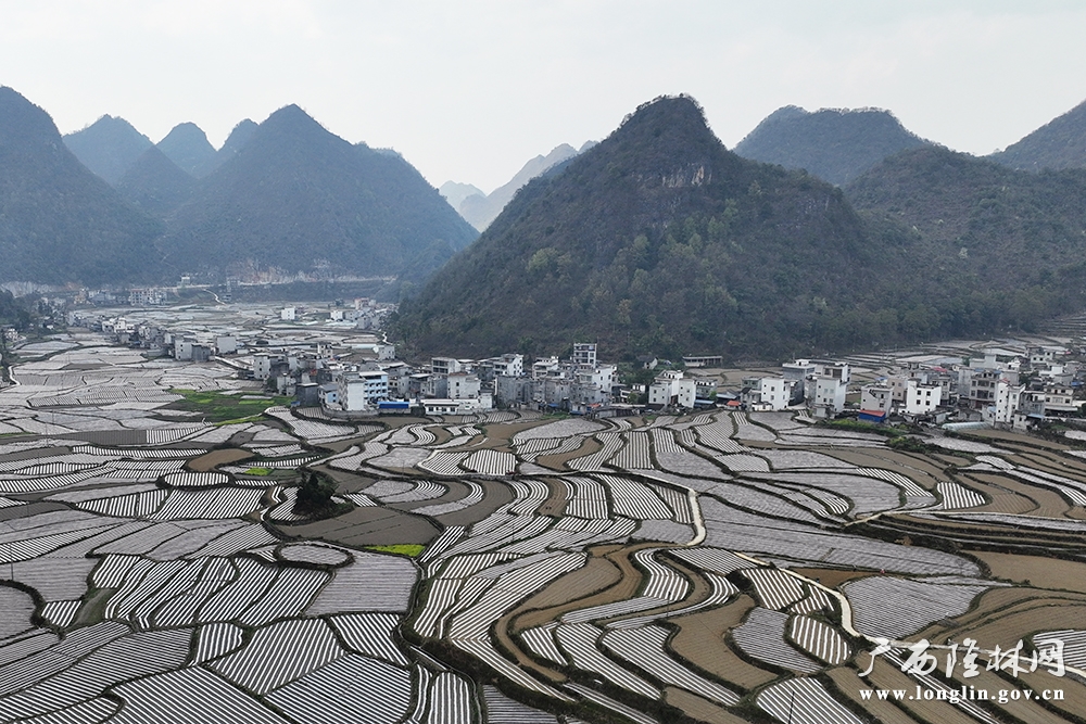 河马村烤烟基地