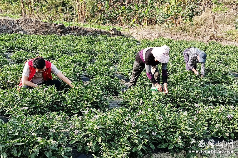 人生果种植基地