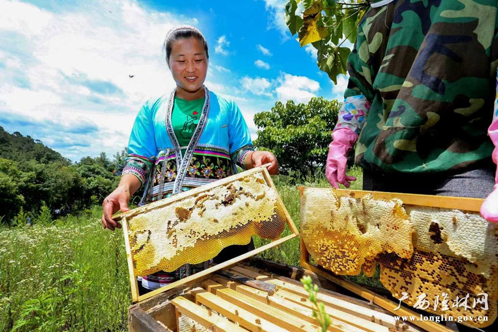 金钟山乡群众收割甜蜜事业