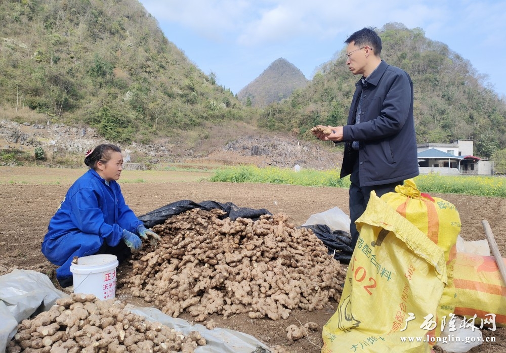 隆或镇农服中心工作人员向姜农传授种植技术