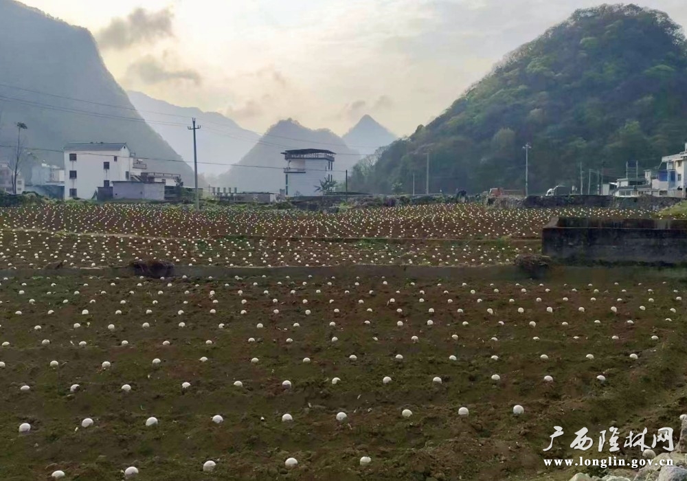 隆或镇种植烤烟美景2 隆或镇种植烤烟美景2