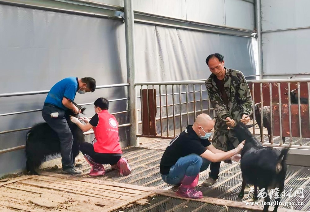 乡村科技特派员正在开展山羊流行病学采样及监测技术指导 乡村科技特派员正在开展山羊流行病学采样及监测技术指导