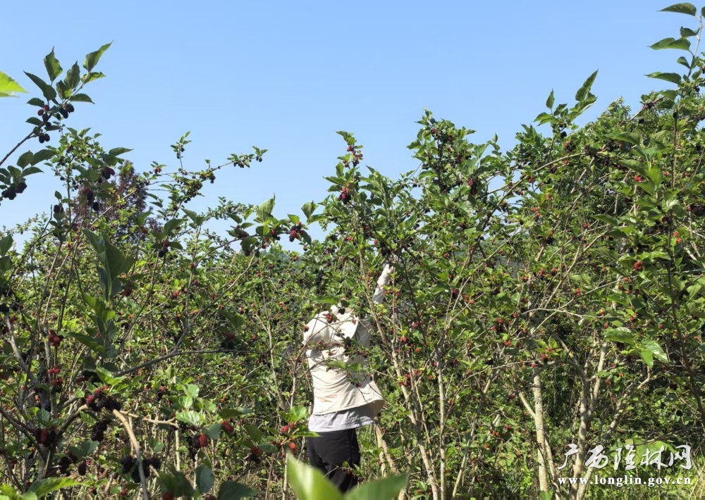 图为:游客在采摘桑葚 图为:游客在采摘桑葚