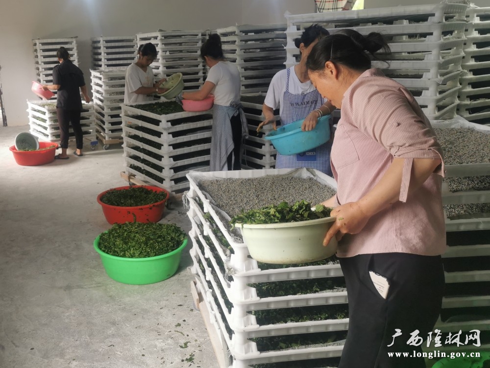 图为：介廷乡老寨村小蚕共育点工作人员正在育小蚕