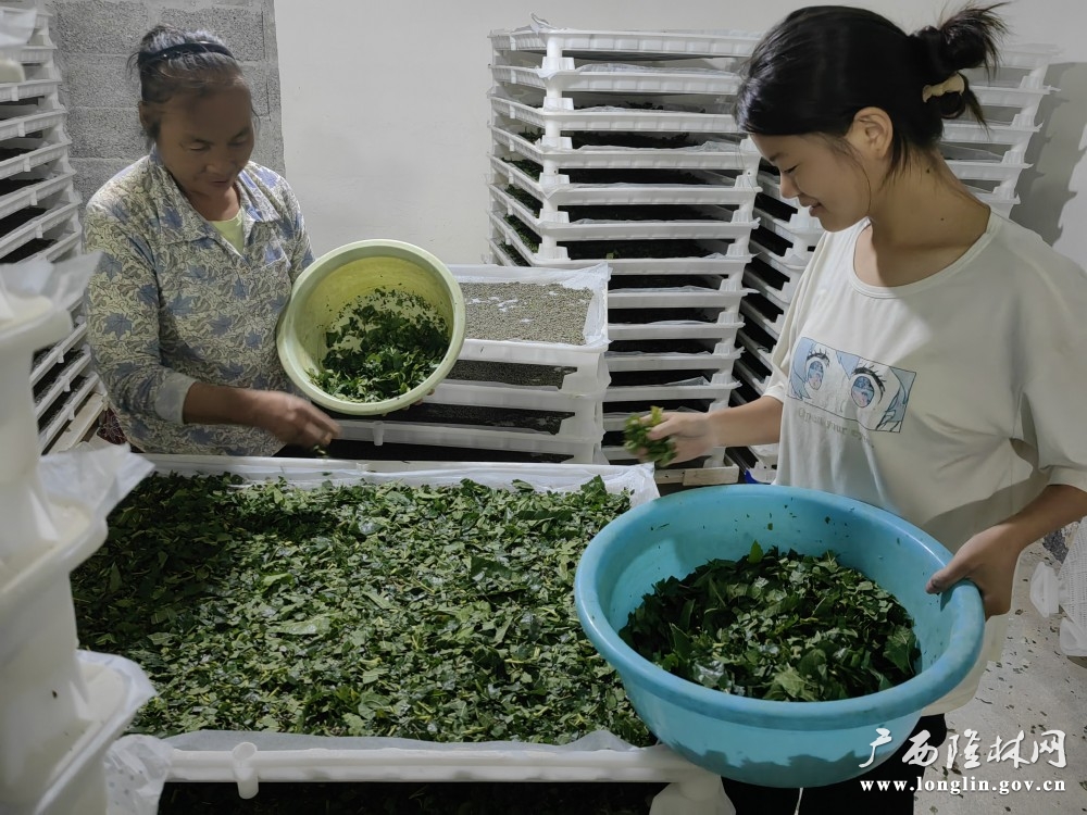 图为：介廷乡老寨村小蚕共育点工作人员正在育小蚕_