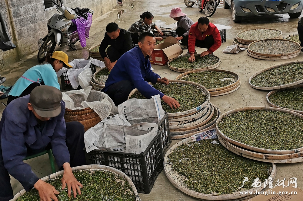 图为：介廷乡老寨村小蚕共育点发放小蚕现场繁忙有序
