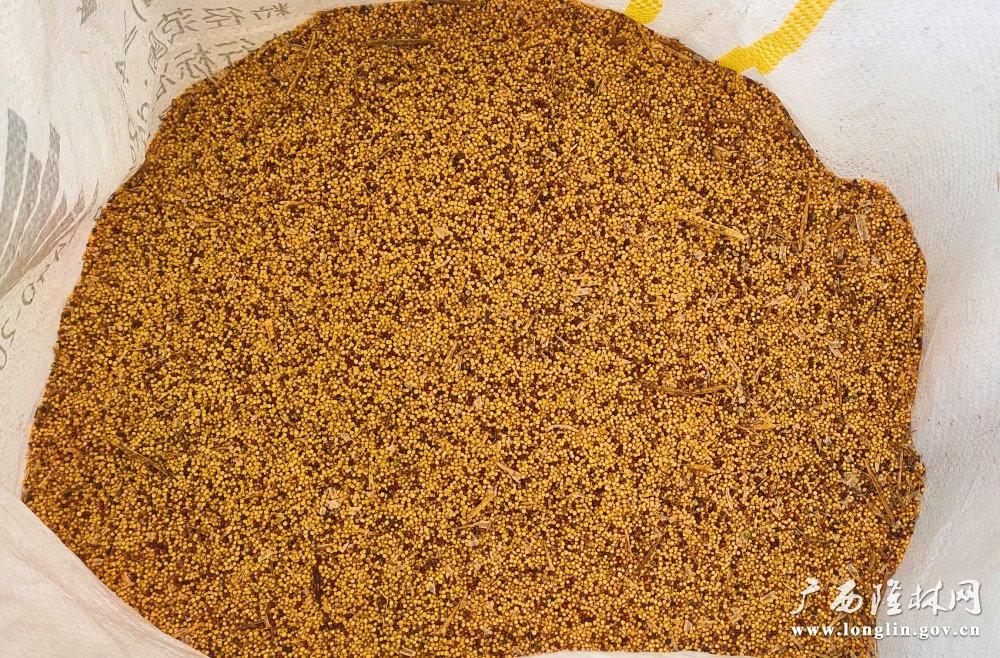 刚收割的油菜籽