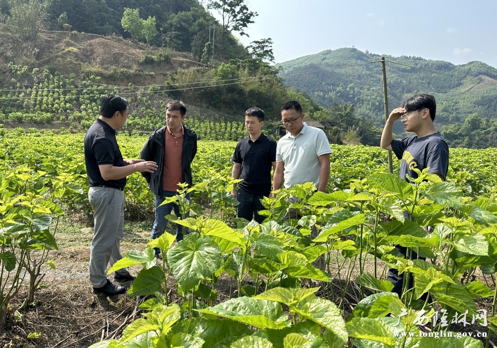 图为:桑园管护技术指导现场_ 图为:桑园管护技术指导现场_