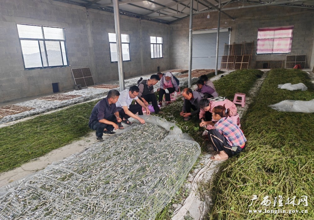 图为:科技特派员指导大蚕养殖技术 图为:科技特派员指导大蚕养殖技术
