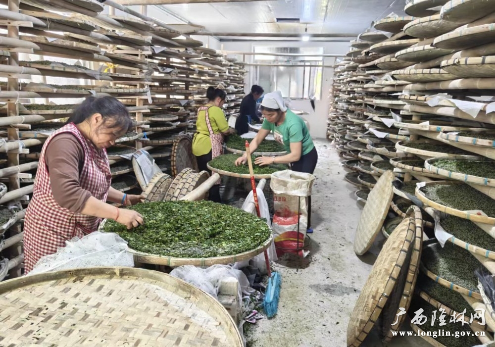 图为:蚕农正在小蚕共育 图为:蚕农正在小蚕共育