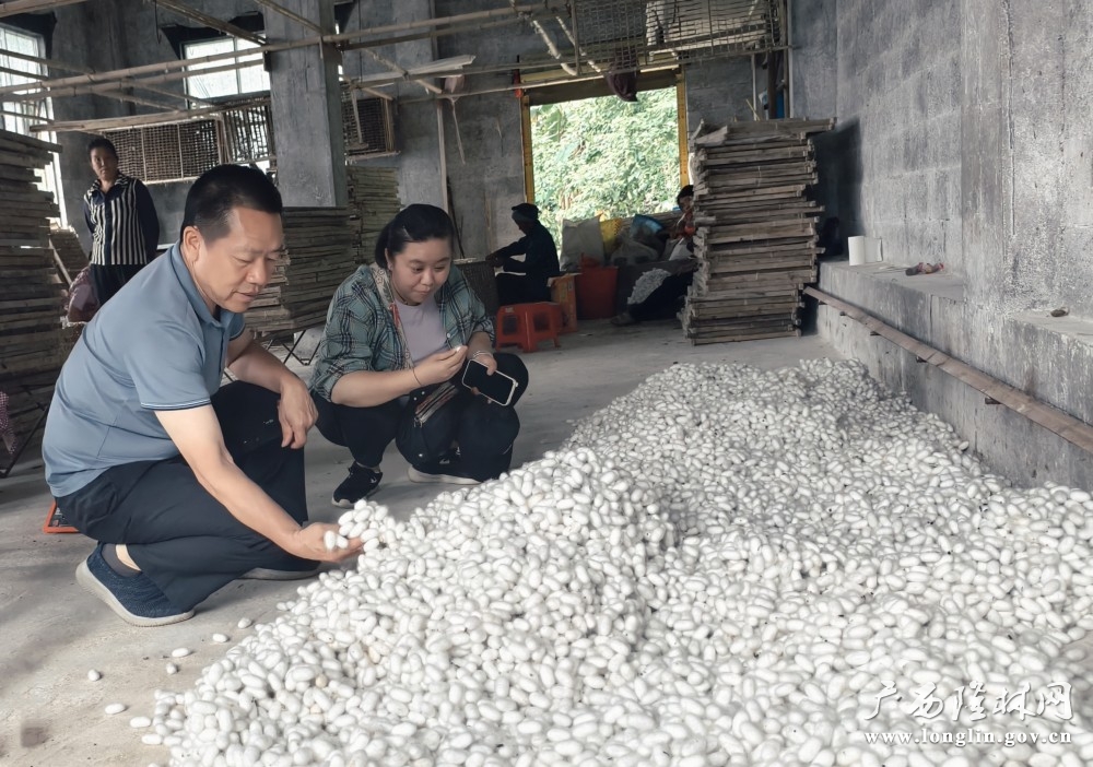 图为:技术员实地察看蚕茧质量 图为:技术员实地察看蚕茧质量
