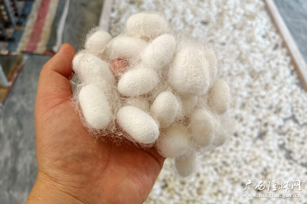 蚕茧21 蚕茧21