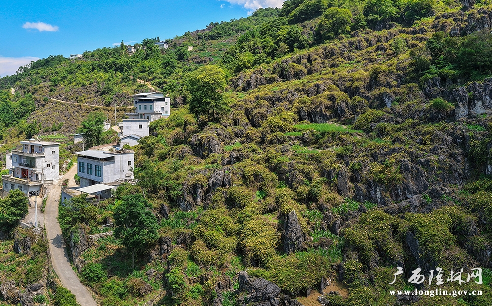 金银花密密匝匝开满山野1 金银花密密匝匝开满山野1