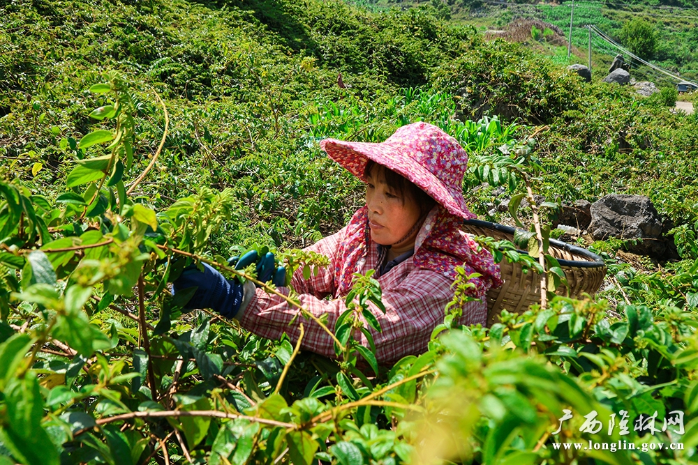 群众采摘金银花1 群众采摘金银花1