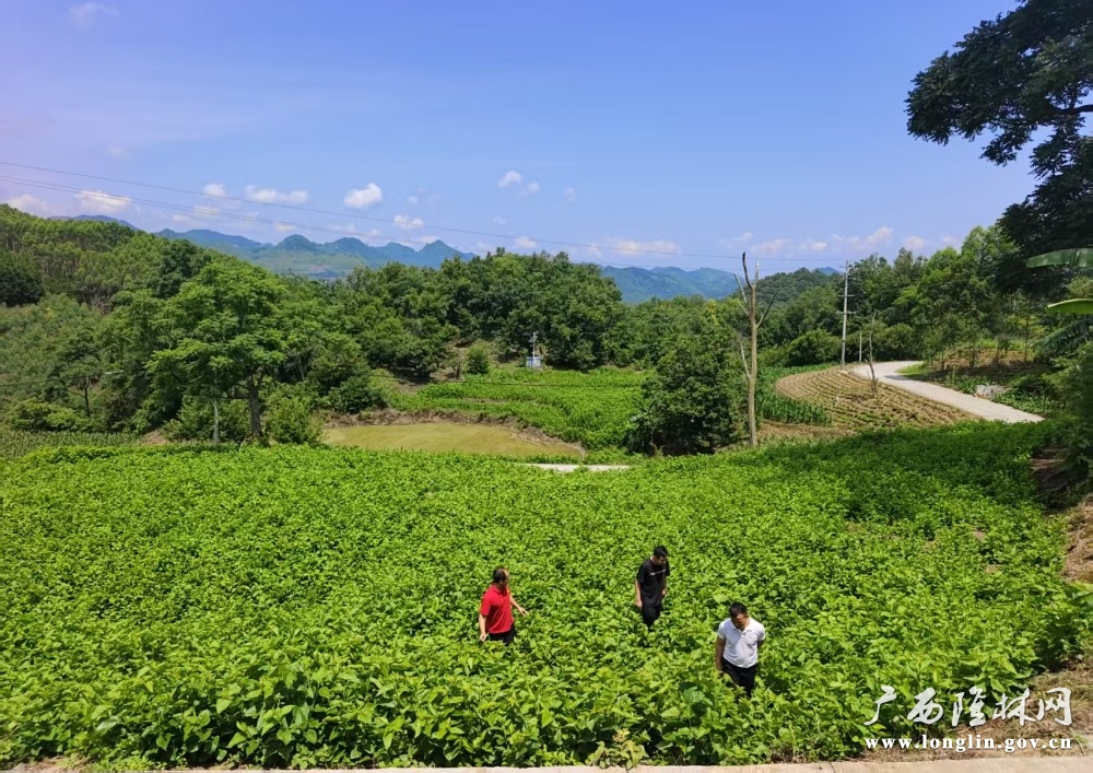 技术人员正深入桑园指导管护工作现场 技术人员正深入桑园指导管护工作现场