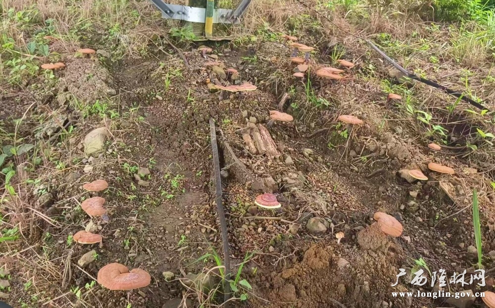 光伏板下灵芝长势2 光伏板下灵芝长势2