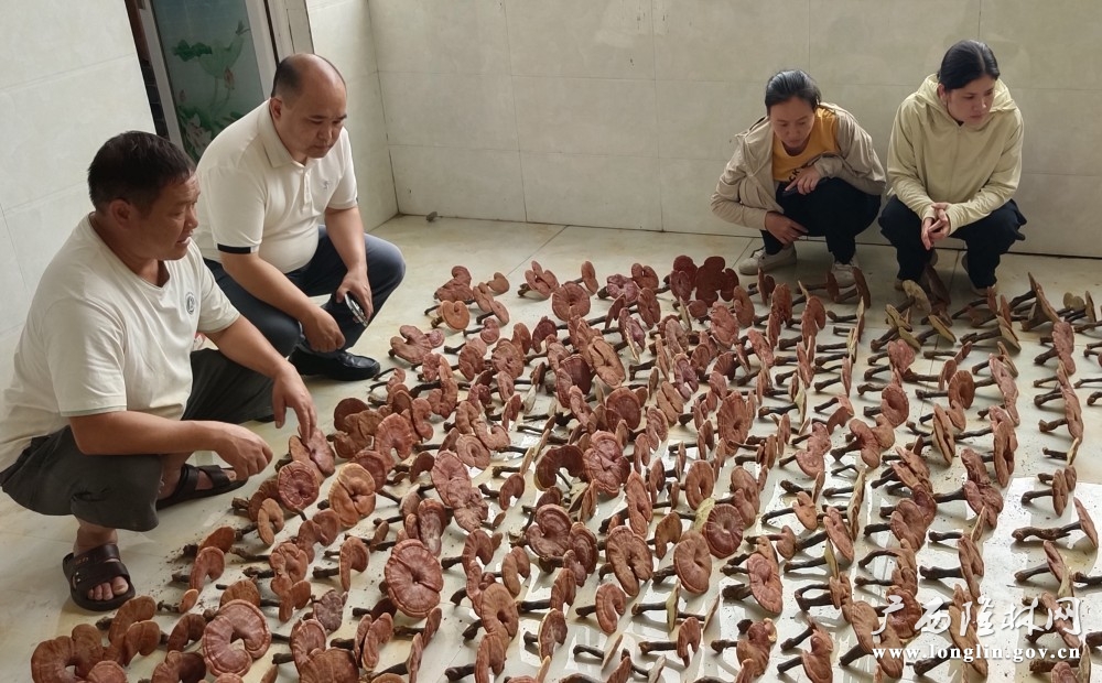 采收的灵芝 采收的灵芝