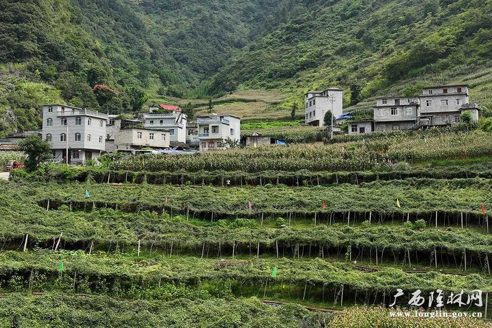 八月瓜基地 八月瓜基地