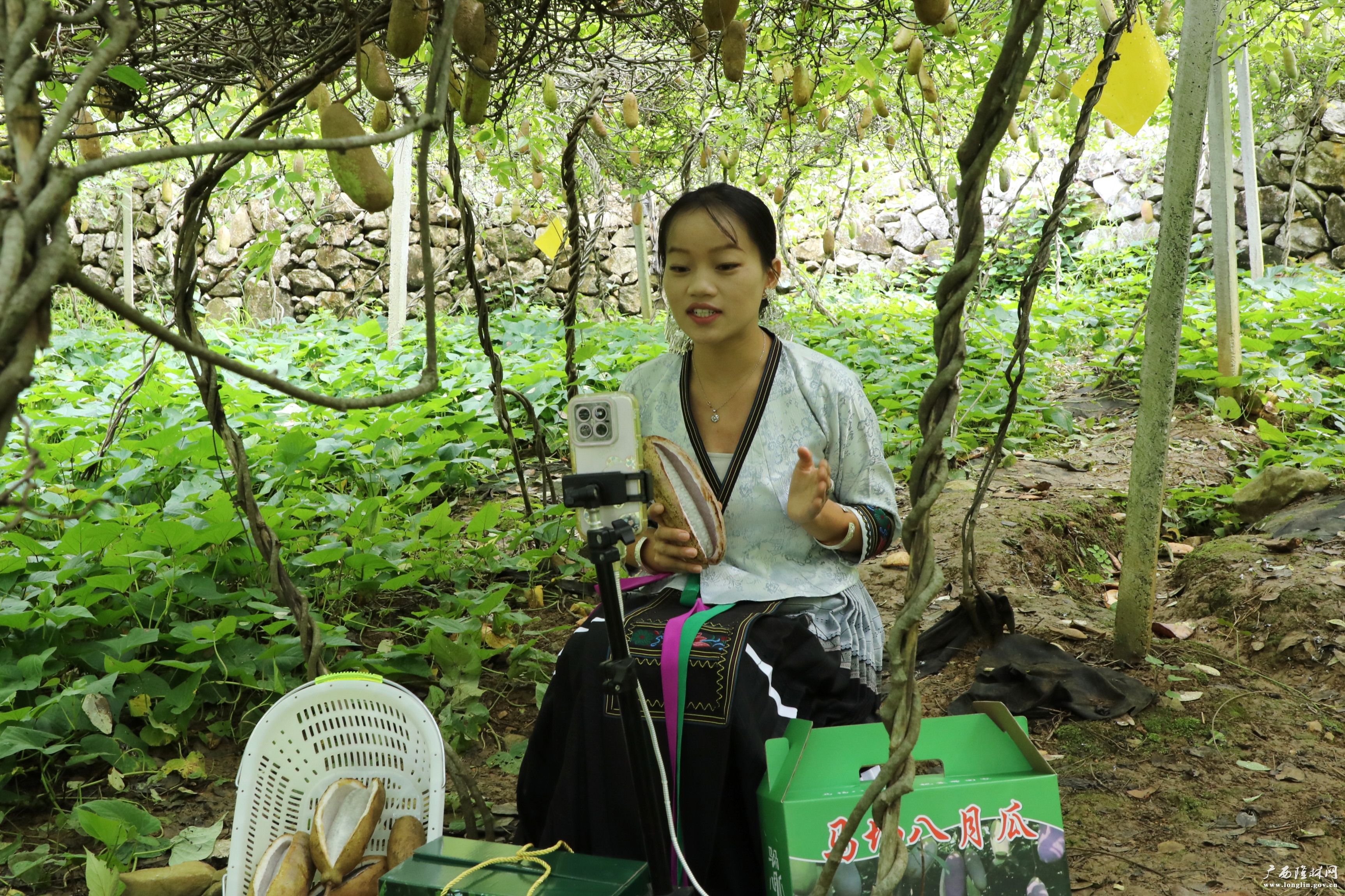 种植户在果园直播 种植户在果园直播