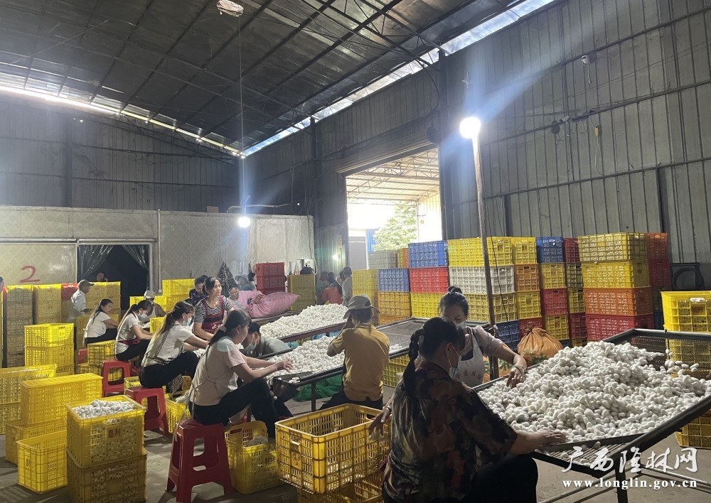 图为:隆林嘉利茧丝绸有限公司工作人员分选蚕茧 图为:隆林嘉利茧丝绸有限公司工作人员分选蚕茧