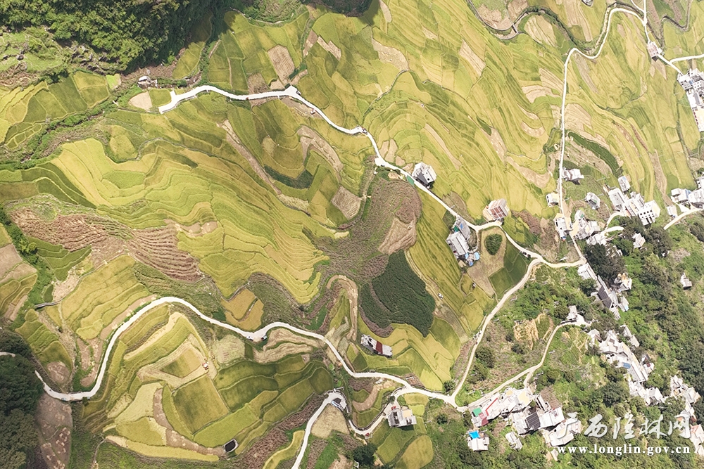 金黄色稻田