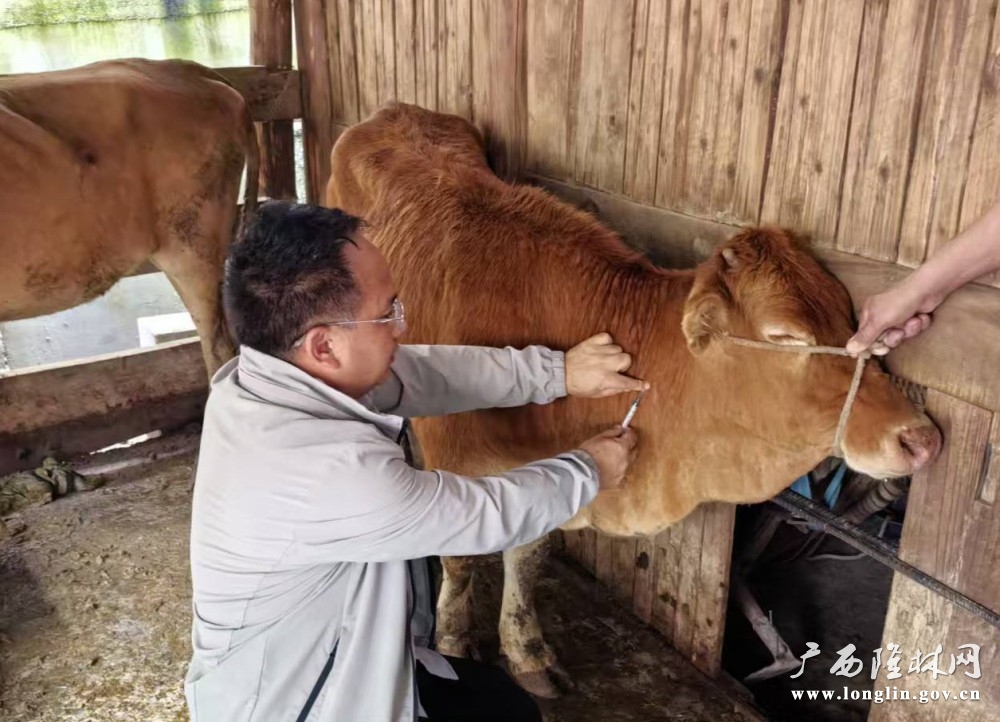 工作人员在对黄牛进行牛结节性皮肤病疫苗注射